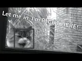 Cat detection using AI OpenCV Raspberry Pi