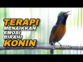 Lagu KONIN GACOR TERAPI AMPUH UNTUK MENAIKKAN EMOSI KOLIBRI NINJA AGAR CEPAT NGOBRA NEMBAK ISIAN