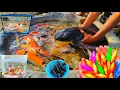 Menemukan ikan lele raksasa, ikan hias, ikan koi, ikan cupang, glofish, lobster, kura kura, ikan mas