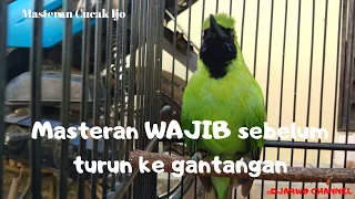 Download Masteran wajib Cucak ijo sebelum naik gantangan MP3