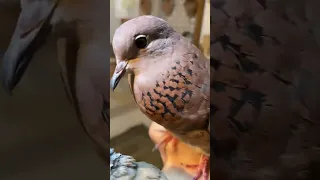 صوت اليمام البري 