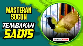 masteran sogon tembakan sadis