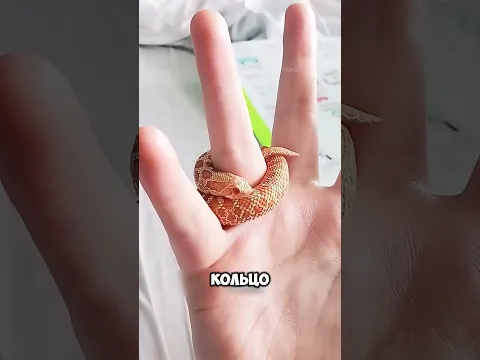 Приобрели бы себе такое кольцо? 🤭 и как относитесь к змеям? 🐍 #животные #милыеживотные