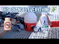The Natural Alternative Pigeon Fanciers Have Been Waiting For NEW Herbasan - Cest Pharma