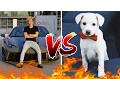 Download Lagu Picking Up Girls With A Ferrari VS With A Puppy EXPERIMENT!!