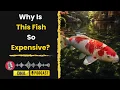 Meet The 15 Crore Koi Fish That Made History DNA Podcast