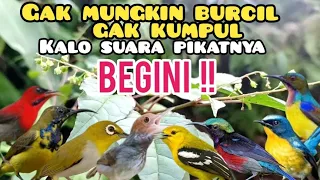 suara pikat burung yang bikin semua jenis burcil kumpul