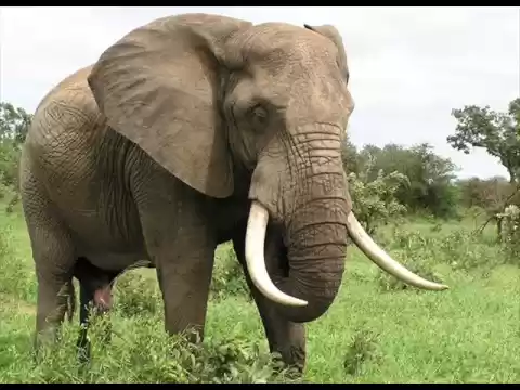Download MP3 Sonido de Elefantes - Sonidos de Animales