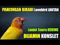 Download Lagu PANCINGAN BIRAHI LOVEBIRD JANTAN KONSLET LANJUT SUARA KERING