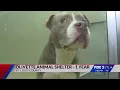 St Louis County shelter celebrates 1 400 adoptions in a year