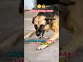 Download Lagu Anjing saja Menyerang Tentara Israel