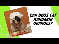 Can Dogs Eat Mandarin Oranges Tangerines Can Dogs Have Oranges