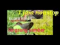 Download Lagu suara pikat Burung sintar. sintarSawah sintarLadang