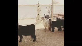 طريقة توزيع محاصير المعزا دندنها
