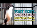 Download Lagu Suara Pancingan Cendet Toet Toet Gacor Bikin Cendet Lain Ikut Bunyi 
