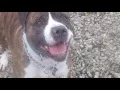Adopt PHILLIP Humane Society Tinton Falls NJ