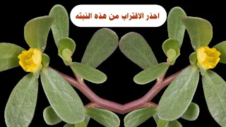 هذه النبتة معروفه بأسم البقله او الرجله لها اضرار ومنافع كثيرة 