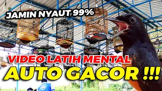 pancingan emosi auto gacor simulasi lomba murai batu full tembakan pedas 