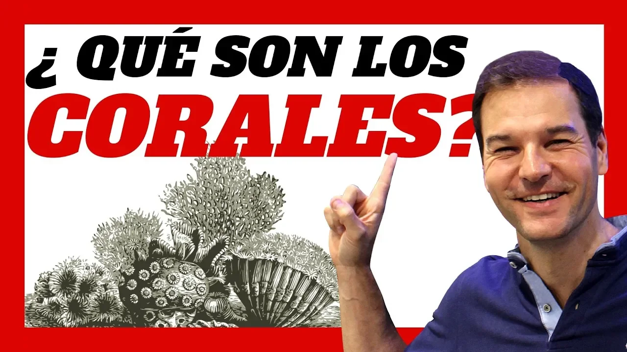 Qué son los CORALES , qué TIPOS hay y cómo ALIMENTARLOS 🍕🍔😃