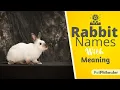 20 Most Popular Rabbit Names For Your New Bunny Cute Bunny Names Best Pet Names