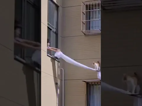 🇨🇳 孩子用布搭桥，帮助小猫回家 🇬🇧 A Child Creates a Way for a Cat to Get Home