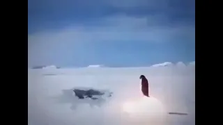 volando