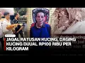 Download Lagu Miris! Pria di Pagar Alam Jagal Ratusan Kucing, Daging Kucing Dijual Rp100 Ribu per Kilogram