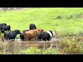Jimbo moving cattle. 20 months old. 
