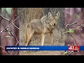 Georgia residents warned of potential threat from coyotes as weather warms up