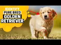 How to Identify a Pure bred Golden Retriever Puppy