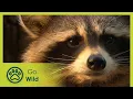 The hidden world of raccoons Go Wild