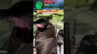 وجه الخفاش عن قرب معلومة وقصة 