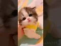 Download Lagu Oyen ikut cover lagu💕😻 #meow #cute #kitten #cat