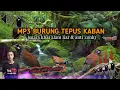 Download Lagu suara pikat burung Tepus kaban terjamin MP3 paling manjur