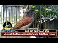 Download Lagu Merawat Dan Mengacorkan Sariwang Asia Muda Hutan