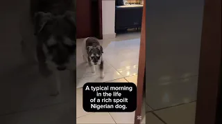 The Richest Dog Alive Dogs Puppy Doglover 