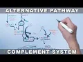 Alternative Pathway of Complement System