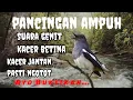 Download Lagu Terapi burung Kacer macet bunyi pancingan kacer betina birahi+suara air mengalir