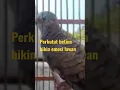 Download Lagu perkutut betina bikin emosi lawan #shorts