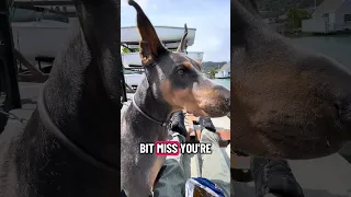 #dream #fyp #pets #doberman #fypシ