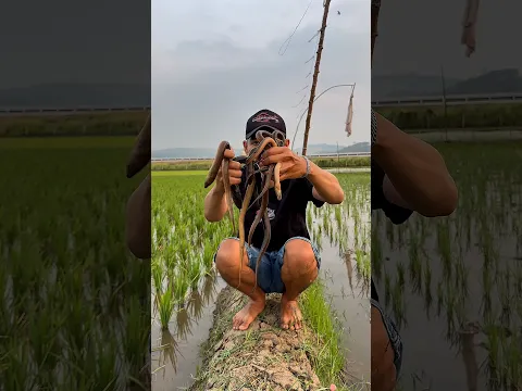 Menangkap banyak belut menggunakan ramuan ajaib