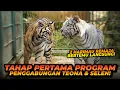 Download Lagu PROGRAM PENGGABUNGAN SELEN DAN TEONA ! CAKAR SELEN KALAH TAJAM DENGAN CAKAR TEONA ?!