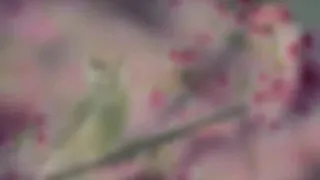   كان يامكان كان في عصفور قلبو اصير ريشو اصير   جميل جدآ    دندنها