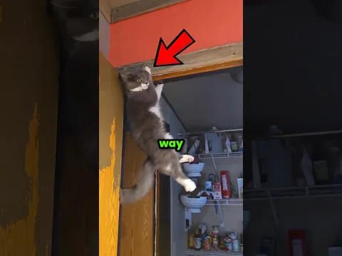 Cats Have Their Own Way 😂