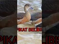 Download Lagu suara pikat belibis‼️MP3 #pikat#burung#belibis#pikat