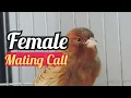 Lagu Female Canary calling males - Effective mating call  ✓✓