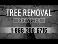Tree Removal Ocean Isle Beach NC Best Local Tree Removal Services