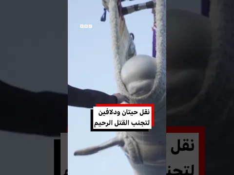 نقل حيتان بيضاء ودلافين من محمية بحرية مغلقة لتجنب القتل الرحيم