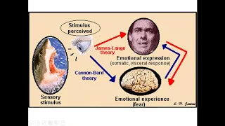 SISTEMA LÍMBICO PARTE 1   EMOÇÕES E ESTRUTURAS DO SISTEMA LÍMBICO