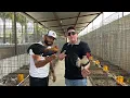 We visited the Excellence Breeding Center of Miniature Aztec Roosters in Jiquilpan